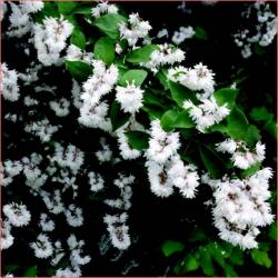 Perene: P093 - Deutzia